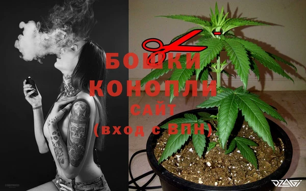 шишки Белокуриха